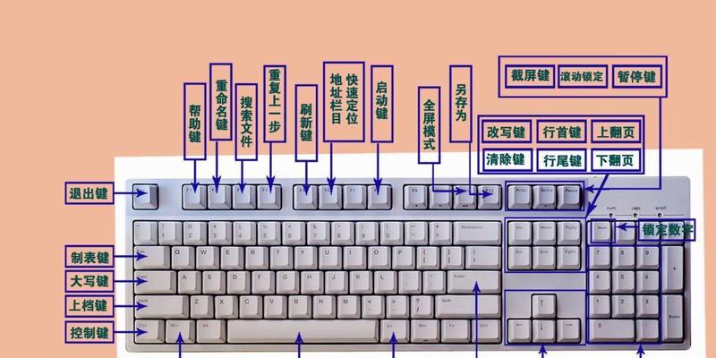 如何成为电脑打字新手（快速掌握基本打字技巧）